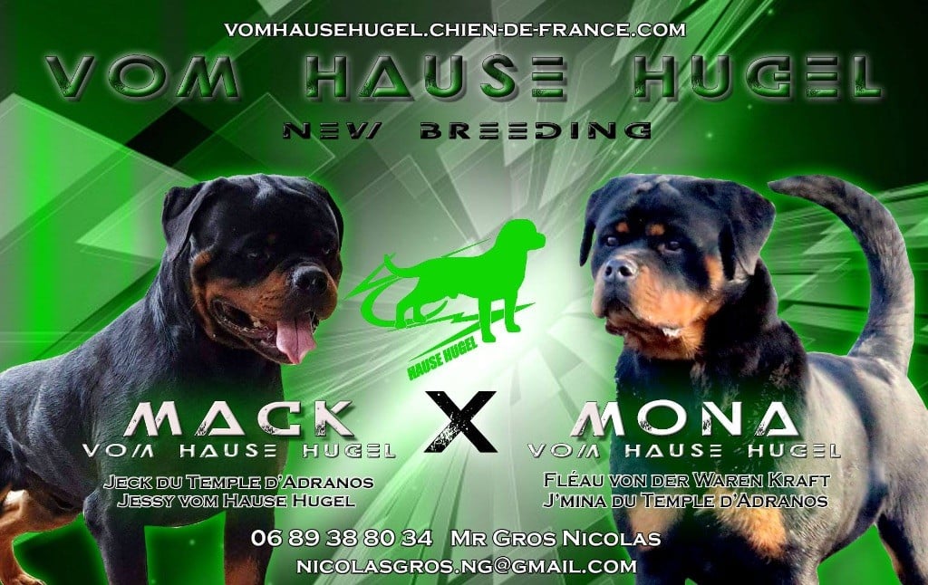 Vom Hause Hugel - Rottweiler - Portée née le 08/05/2018