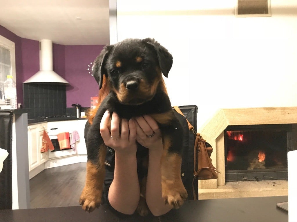 Vom Hause Hugel - Rottweiler - Portée née le 08/11/2017