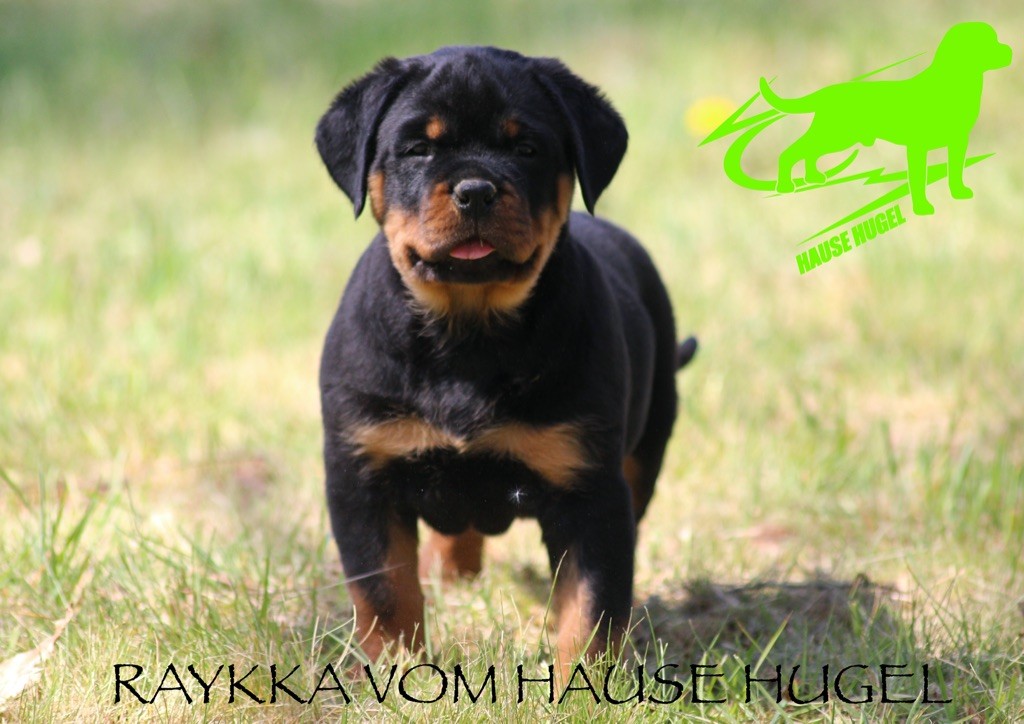 Vom Hause Hugel - Rottweiler - Portée née le 04/03/2020