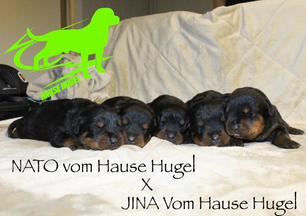 Vom Hause Hugel - Rottweiler - Portée née le 19/08/2019