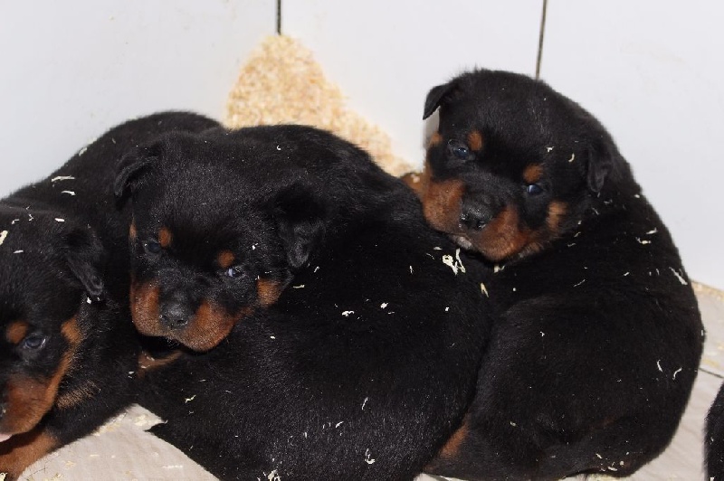 Vom Hause Hugel - Rottweiler - Portée née le 23/03/2016