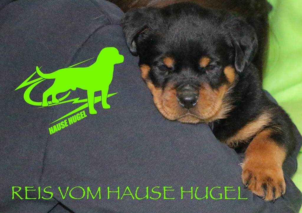 Vom Hause Hugel - Rottweiler - Portée née le 08/09/2020