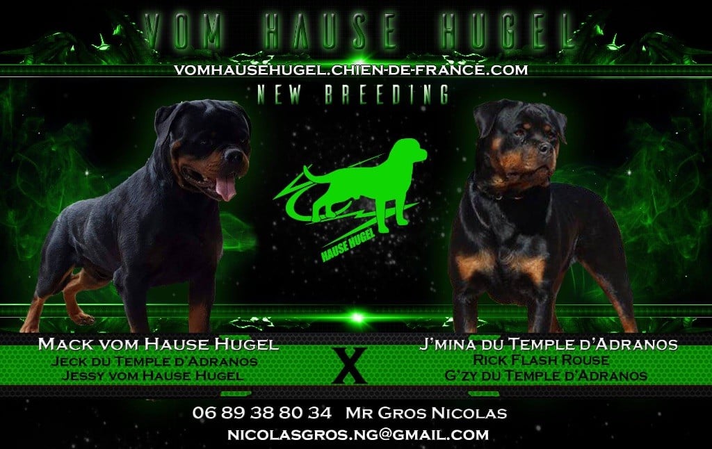 Vom Hause Hugel - Rottweiler - Portée née le 23/03/2018