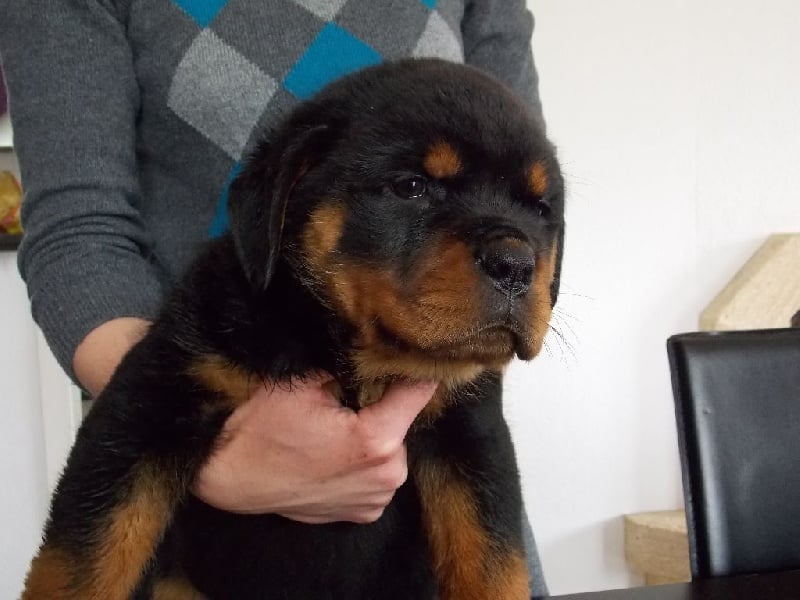 Vom Hause Hugel - Rottweiler - Portée née le 14/03/2014