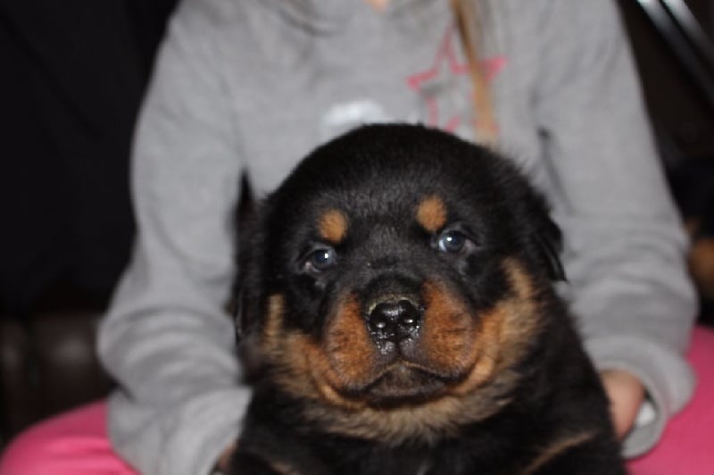 Vom Hause Hugel - Rottweiler - Portée née le 06/02/2016