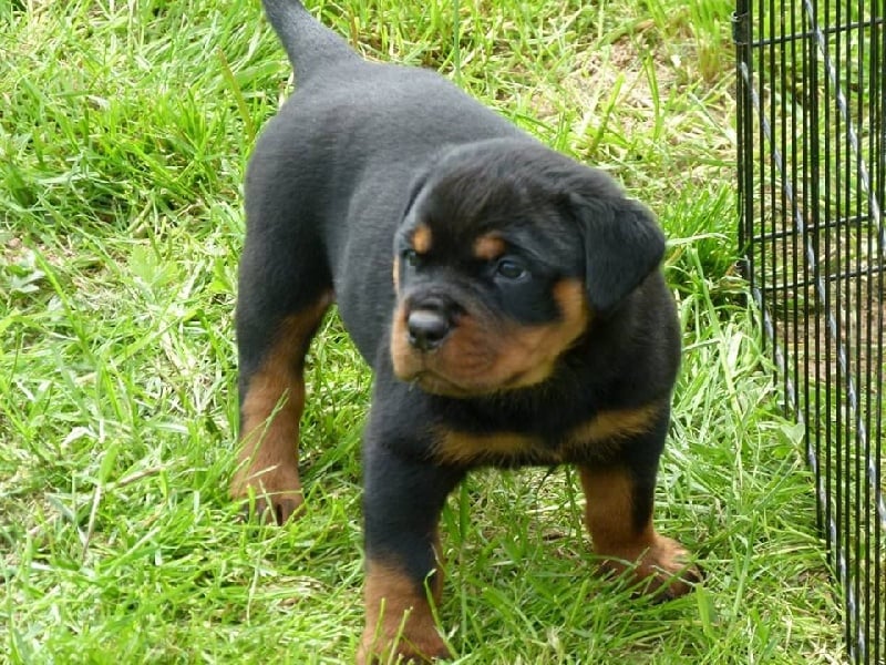 Vom Hause Hugel - Rottweiler - Portée née le 27/03/2016