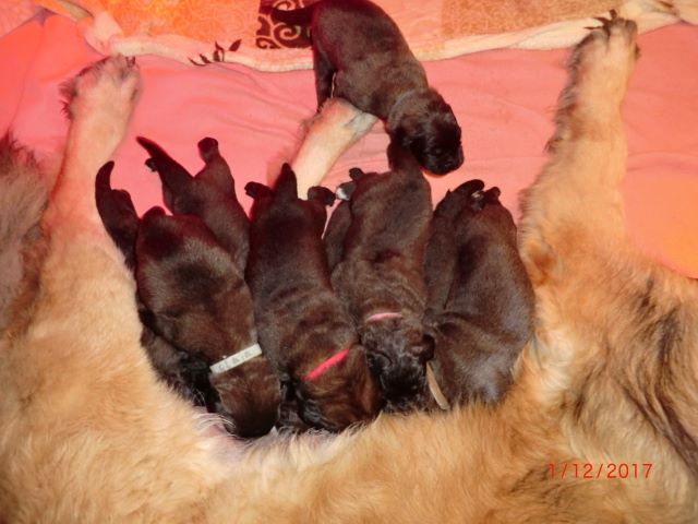 De L'aube Des Bois - Leonberger - Portée née le 23/11/2017