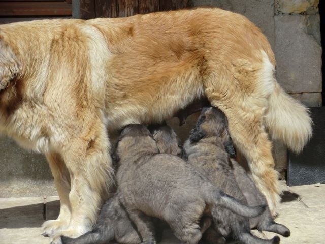 De L'aube Des Bois - Leonberger - Portée née le 12/03/2014