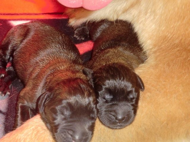 De L'aube Des Bois - Leonberger - Portée née le 19/10/2015