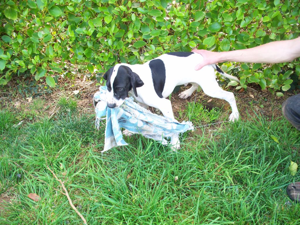 Des Coteaux De Mine Glaz - Chiots disponibles - Pointer