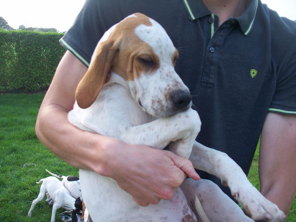 Des Coteaux De Mine Glaz - Chiots disponibles - Pointer