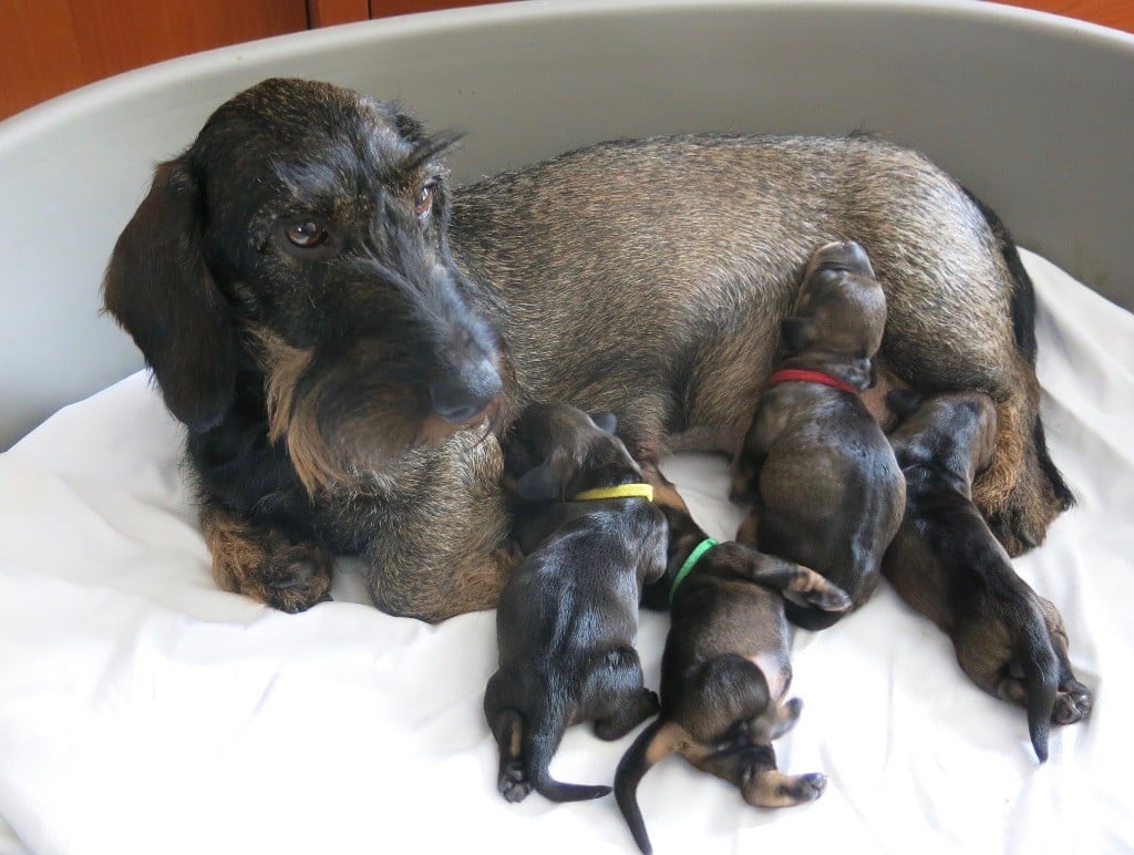 Chiot Teckel poil dur Von Beltztal