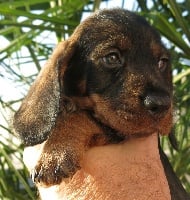 MOBS (CHIOT bleu roi)