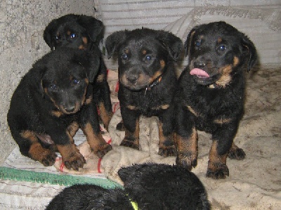 Des Gardiens D'apollinaire - Photos chiots 6 semaines.