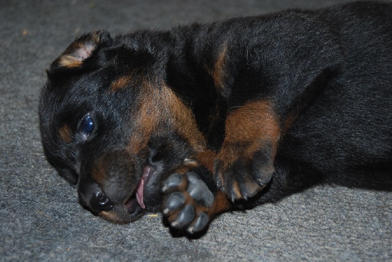 Chiot Berger de Beauce Des Gardiens D'apollinaire