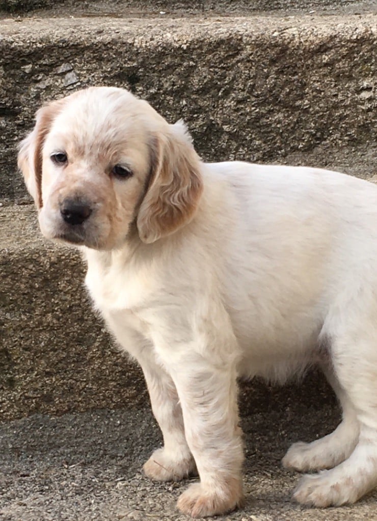 Des Rochers De Faulat - Les chiots à 5 semaines