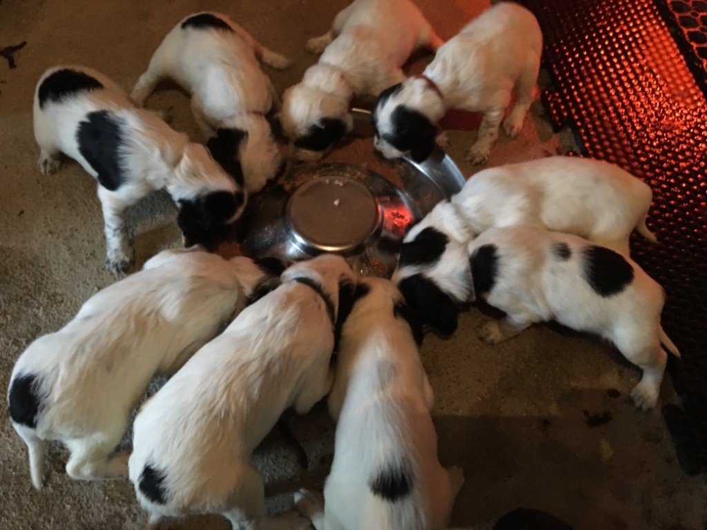 Des Rochers De Faulat - Premier repas des chiots 