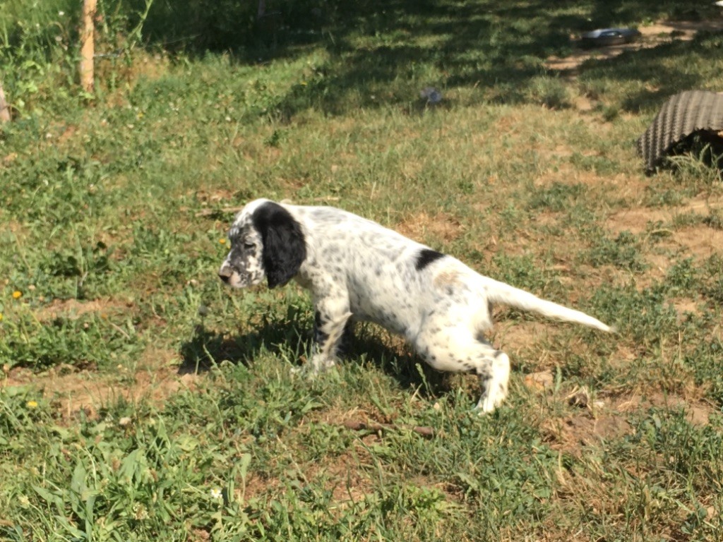 Des Rochers De Faulat - Chiots disponibles 