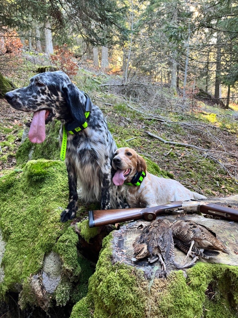 Pixel et Xtasis à la chasse en montagne 