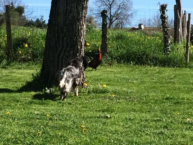 Des Rochers De Faulat - rencontre dans l'enclos