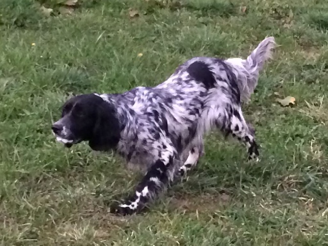 Des Rochers De Faulat - Janga en mode dressage