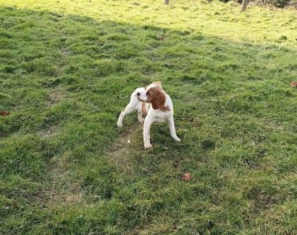 des bois de gland - Chiots disponibles - Epagneul Breton