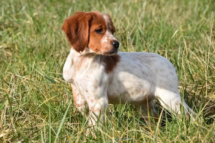 des bois de gland - Chiots disponibles - Epagneul Breton