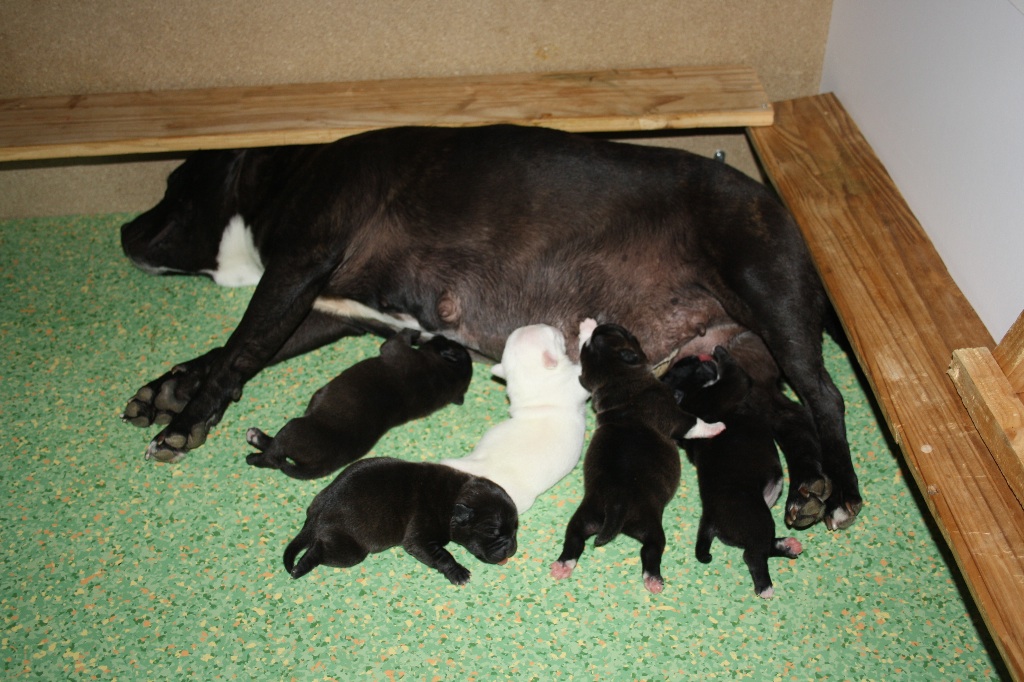 du Domaine des Anges Bleus - Chiots Staffies