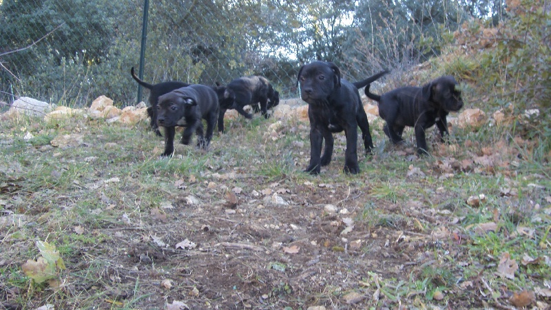 du Domaine des Anges Bleus - Staffordshire Bull Terrier - Portée née le 06/12/2012