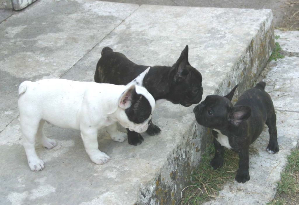 Chiot Bouledogue français Du Clos Saint Jacques