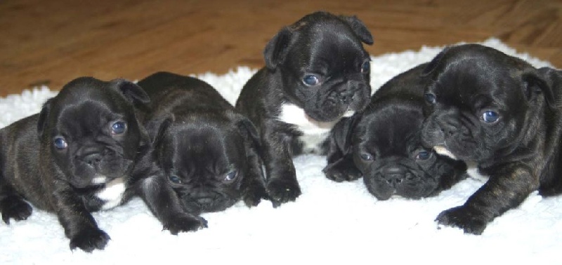 Chiot Bouledogue français Du Clos Saint Jacques