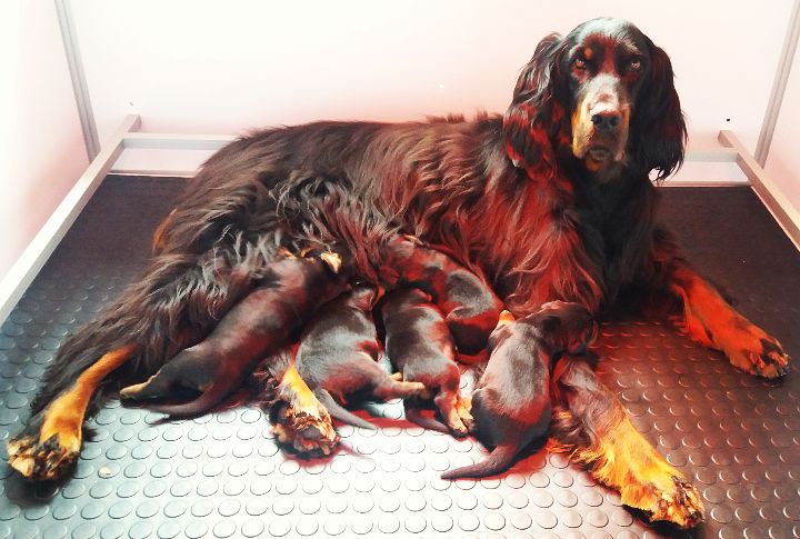 De La Grange De Ploumajou - Setter Gordon - Portée née le 05/06/2018