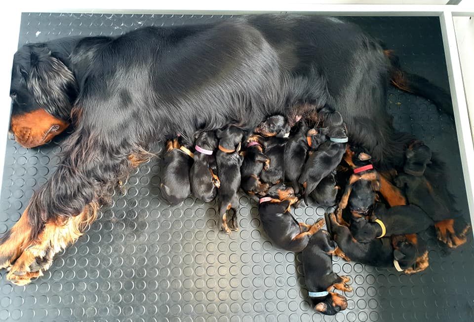 De La Grange De Ploumajou - Setter Gordon - Portée née le 28/09/2019