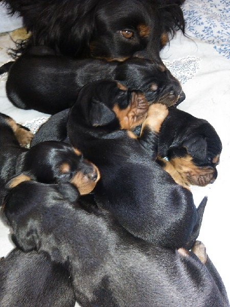 De La Grange De Ploumajou - Setter Gordon - Portée née le 05/05/2015