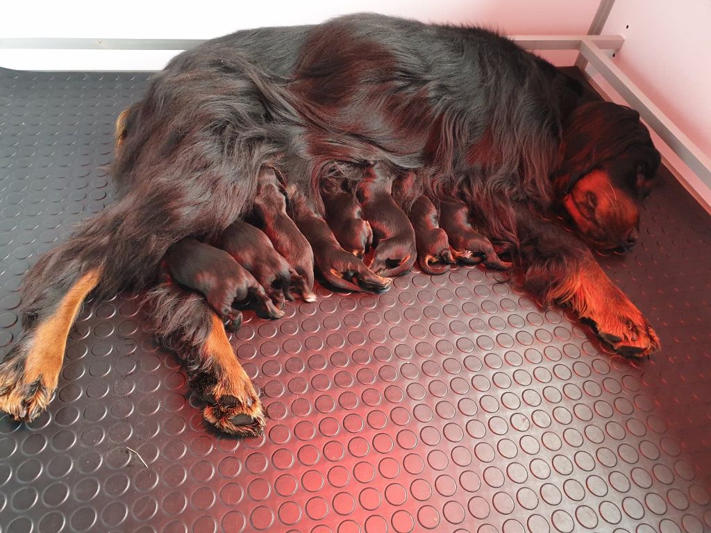 De La Grange De Ploumajou - Setter Gordon - Portée née le 13/04/2019