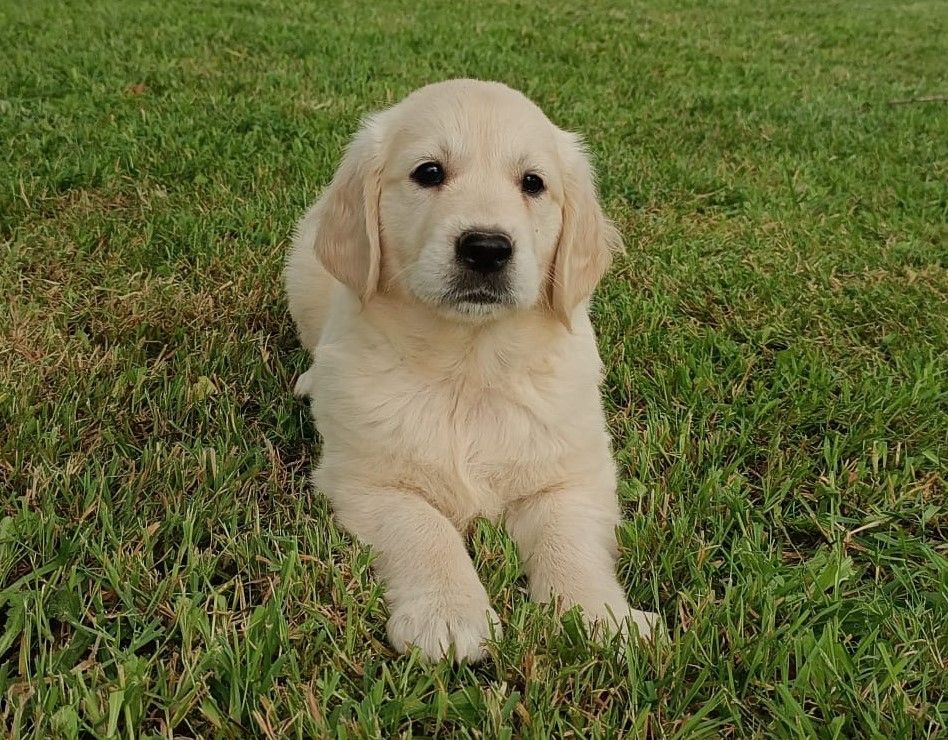 Des Jardins De Vesco - Chiots disponibles - Golden Retriever