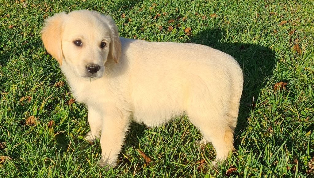 Des Jardins De Vesco - Chiots disponibles - Golden Retriever