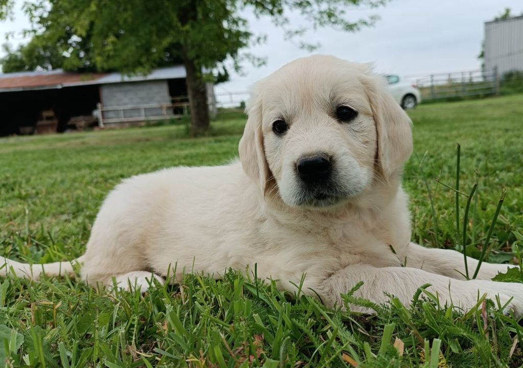 Des Jardins De Vesco - Chiots disponibles - Golden Retriever