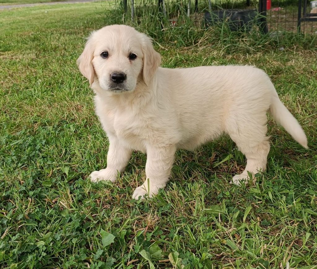 Des Jardins De Vesco - Chiots disponibles - Golden Retriever