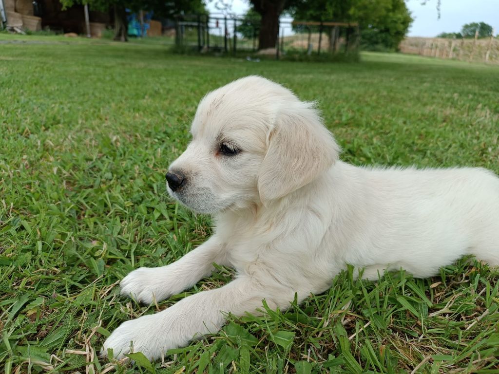 Des Jardins De Vesco - Chiots disponibles - Golden Retriever