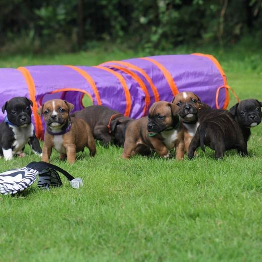 De Rockstar Dog - Chiots Staffie 2025