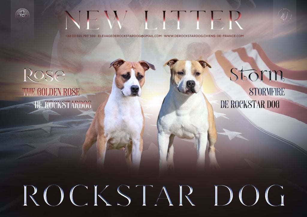 Chiot American Staffordshire Terrier De Rockstar Dog