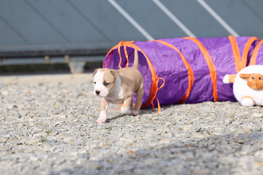 De Rockstar Dog - Chiots disponibles - American Staffordshire Terrier