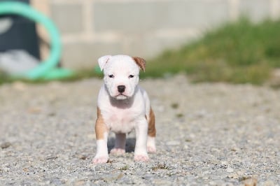 CHIOT COLLIER JAUNE