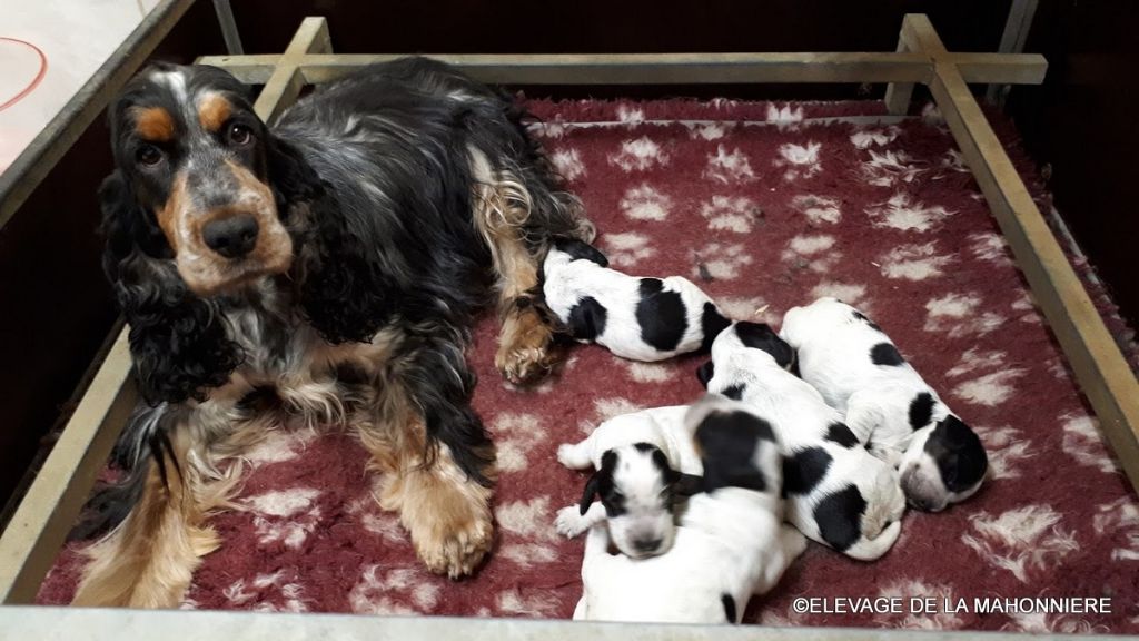 De La Mahonnière - Chiots Cocker Spaniel Anglais