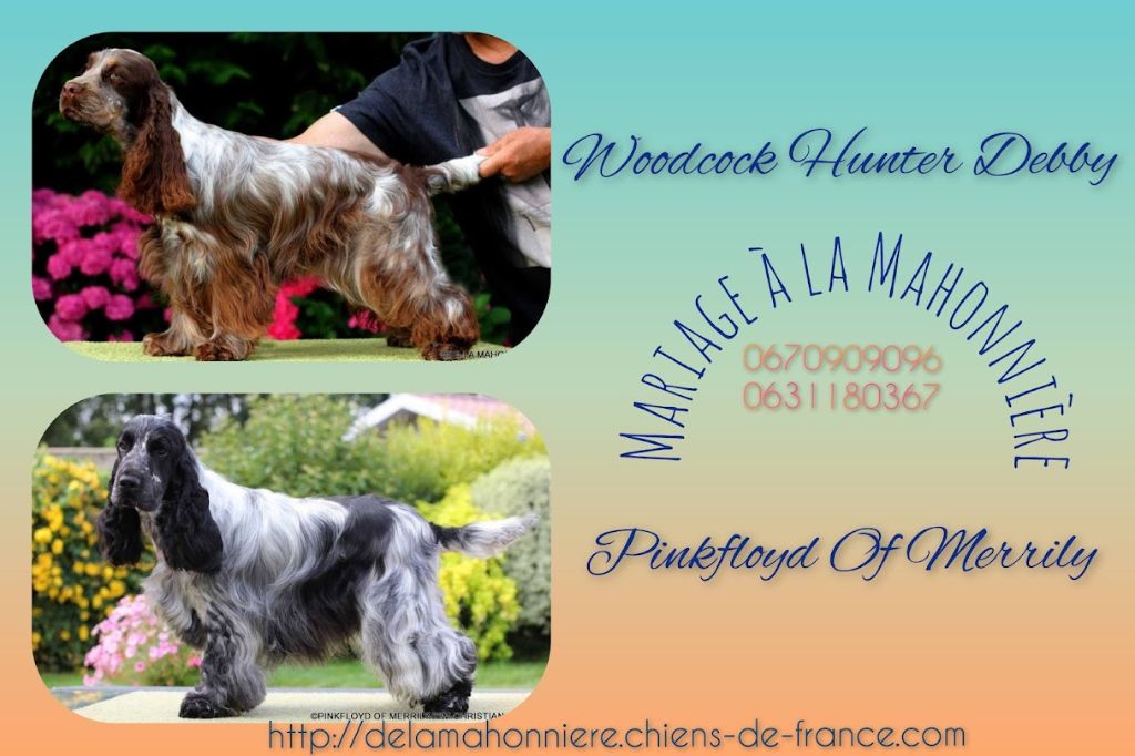 De La Mahonnière - Chiots Cocker Anglais