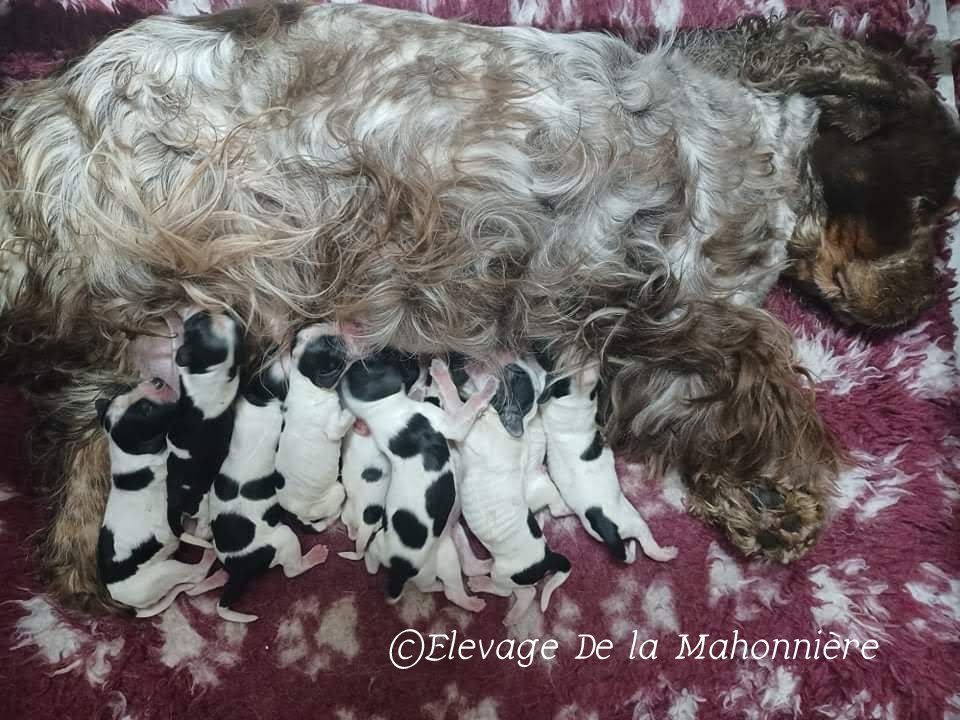 De La Mahonnière - Chiots Cocker Spaniel Anglais