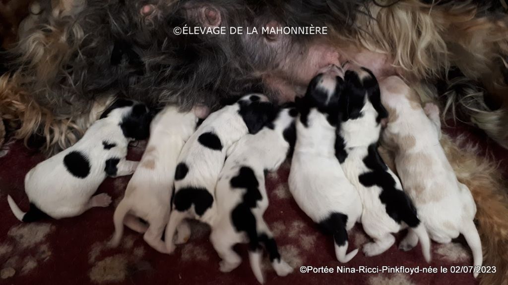 De La Mahonnière - Chiots Cocker Spaniel Anglais