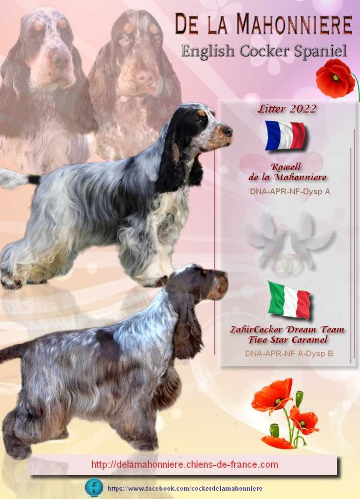 De La Mahonnière - Chiots Cocker Spaniel Anglais