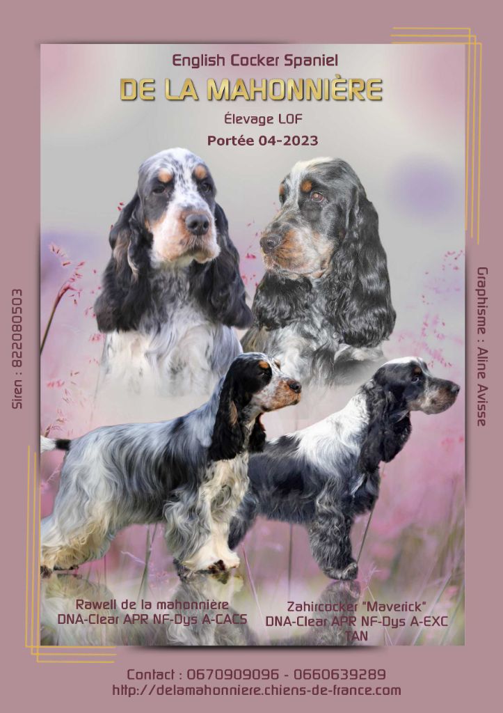 De La Mahonnière - Chiots Cocker Spaniel Anglais